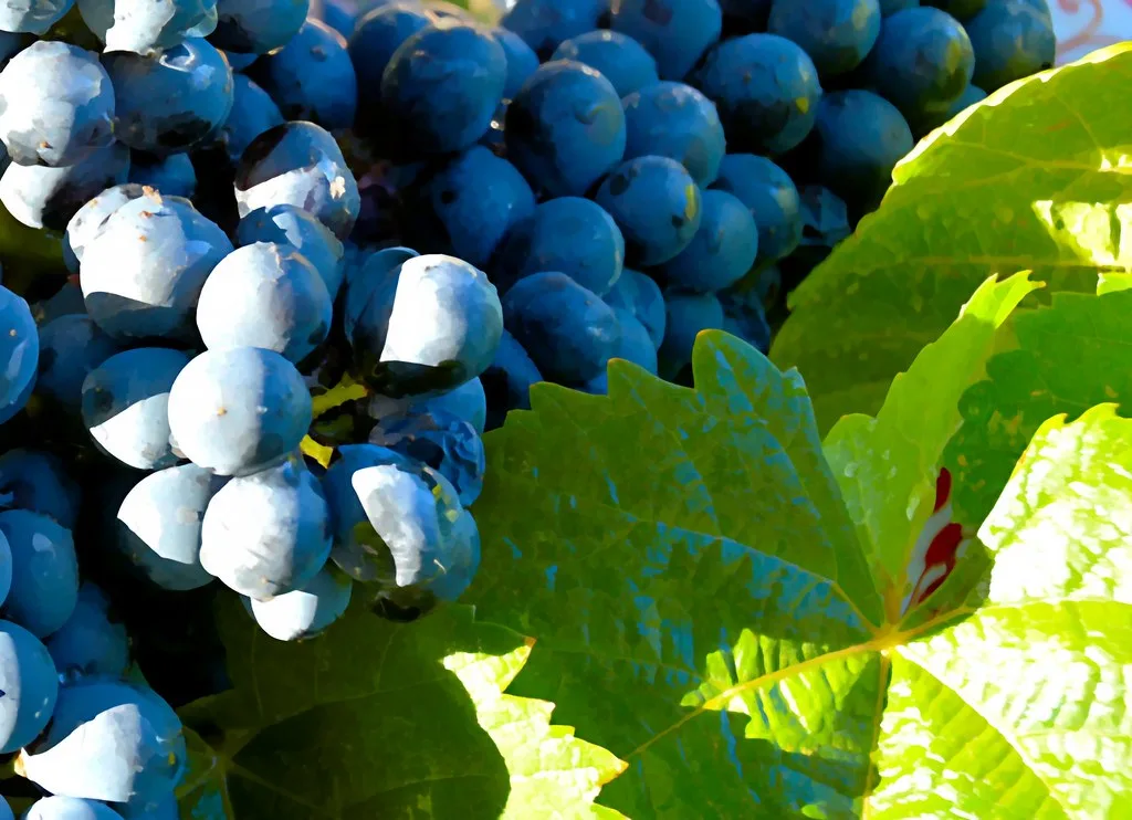 Uvas en plena vendimia